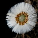 پای کره اسبی